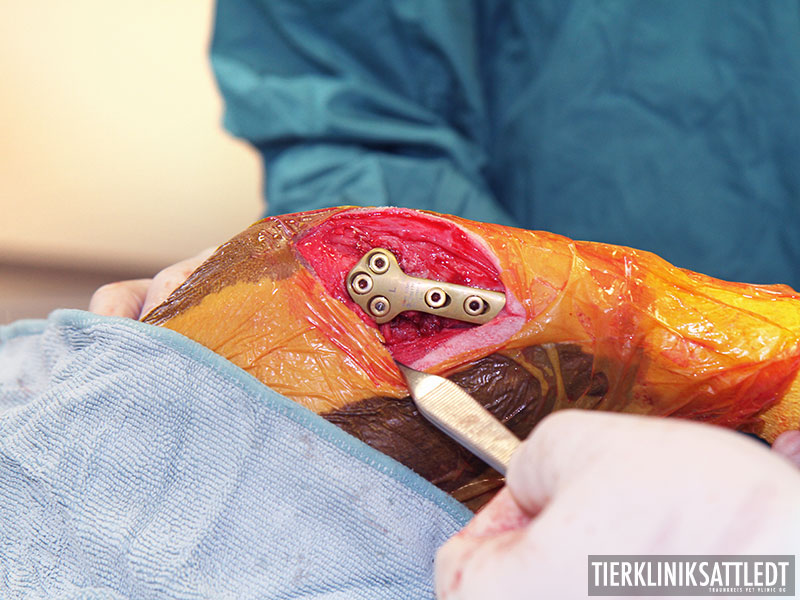 Kreuzbandriss TPLO Operation Tierklinik Sattledt