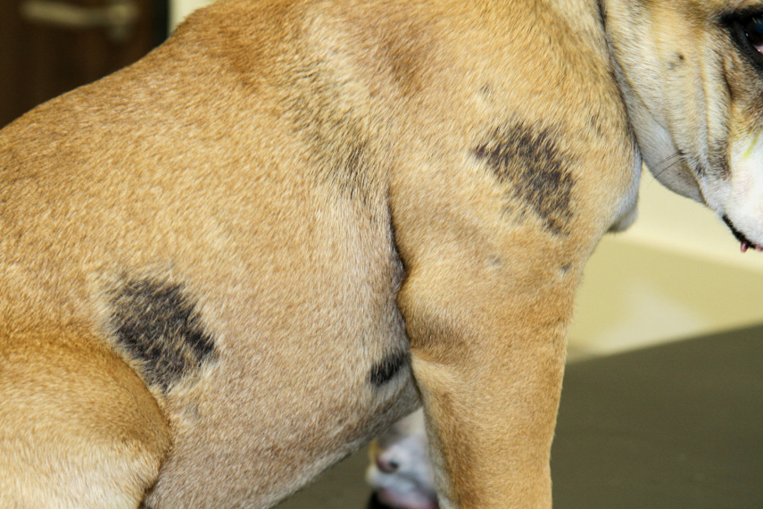 Demodex-Milbe