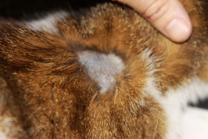Demodikose_Katze