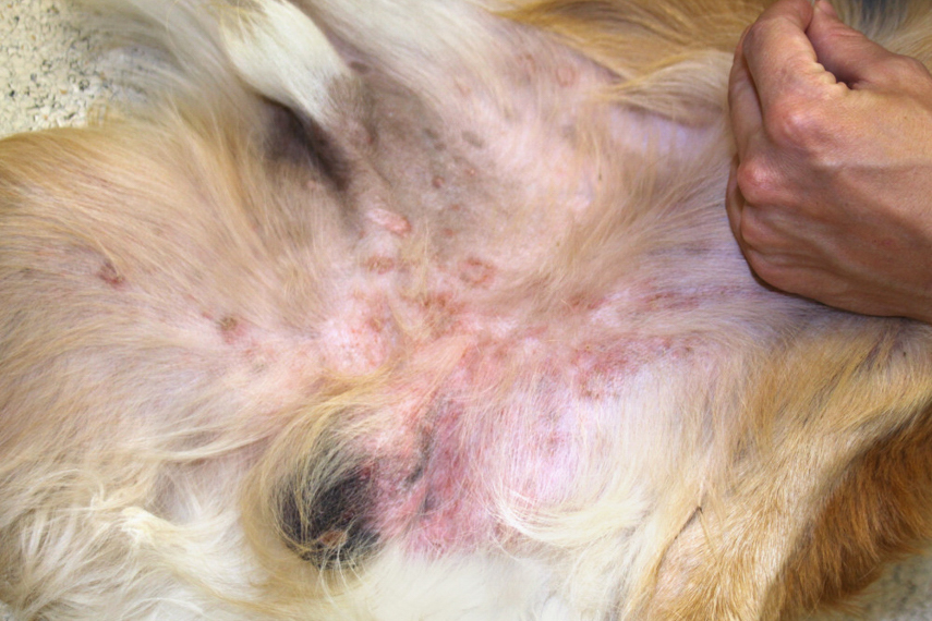 Bakterielle Hautinfektion bei einem Hund mit atopischer Dermatitis