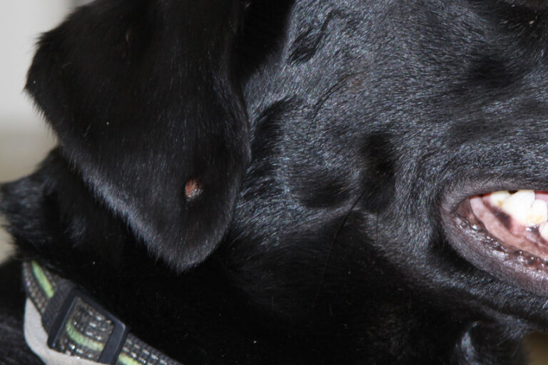 Hautknoten Tierklinik Sattledt