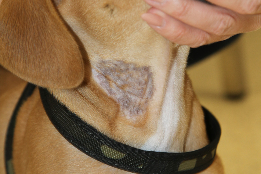 Hautpilz Behandlung Hund
