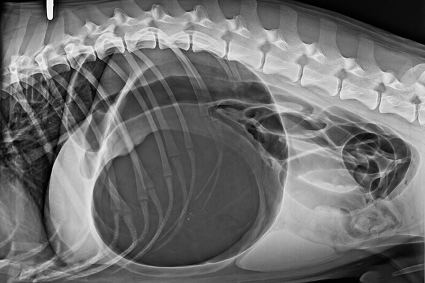 Röntgen Magendrehung beim Hund