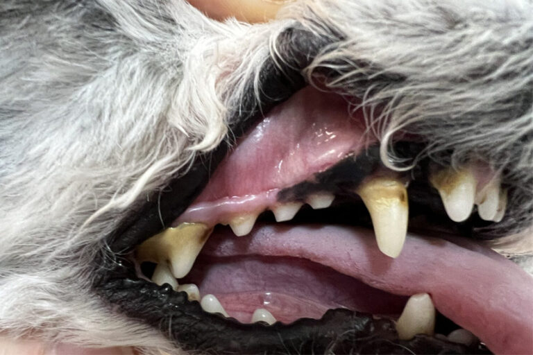 Milztumor beim Hund (Hämangiosarkom) Tierklinik Sattledt