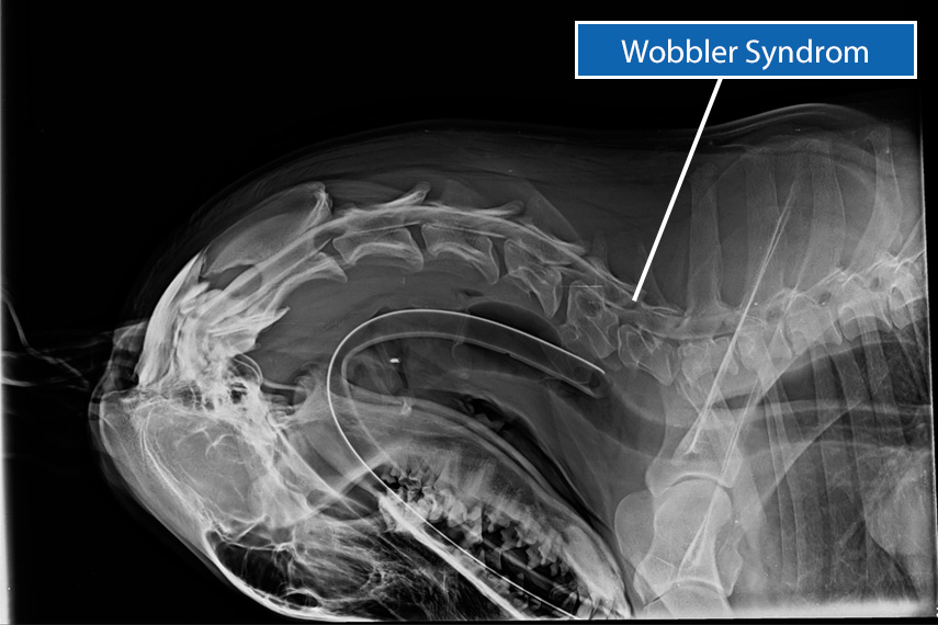Wobbler-Syndrom