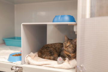 Katzenbox auf der Katzenstation