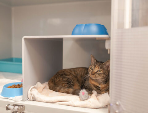 Katzenbox auf der Katzenstation