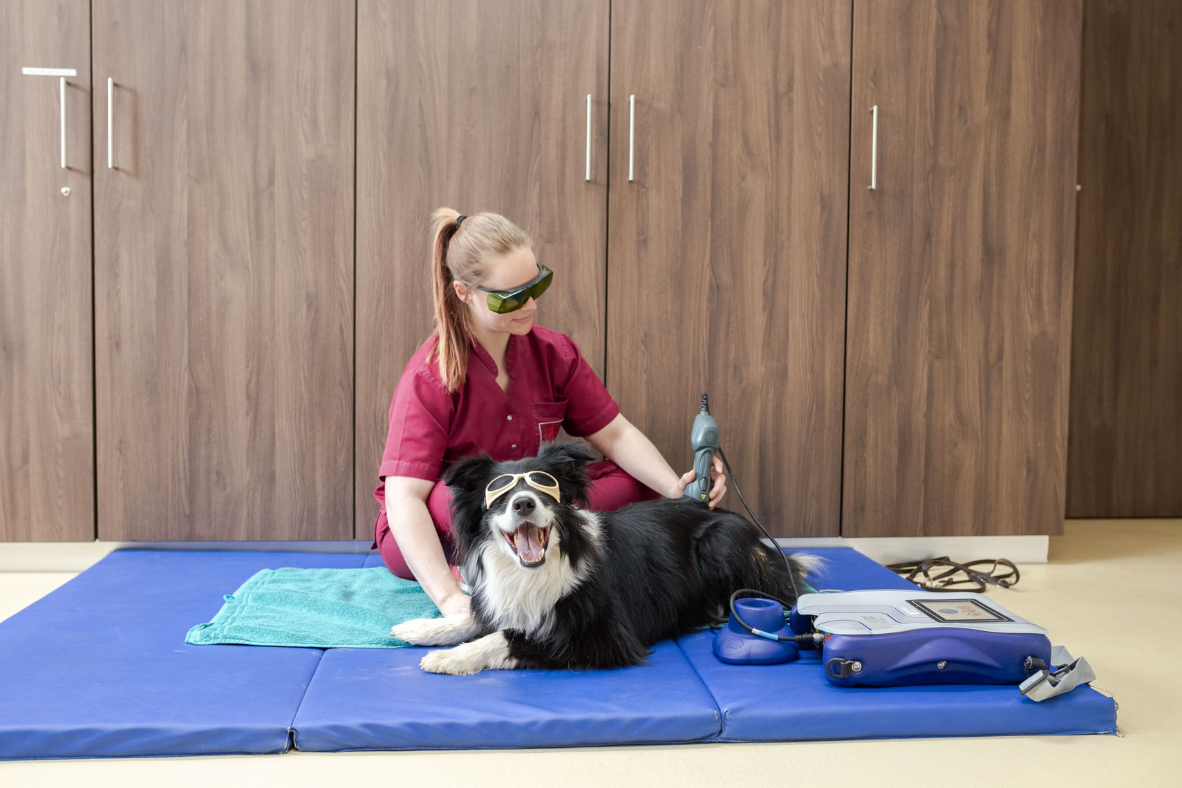 Lasertherapie für Hunde