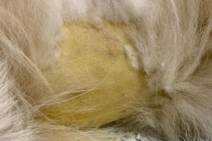 Gelbfärbung der Haut durch eine erhöhte Konzentration von Bilirubin im Blut.